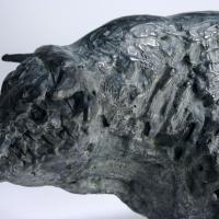 Big Charolais bull  2016 Detail