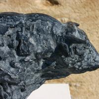 Grand taureau charolais 2016 Detail